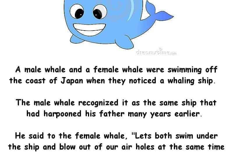 A male and female whale were swimming off the coast of Japan -funny adult joke