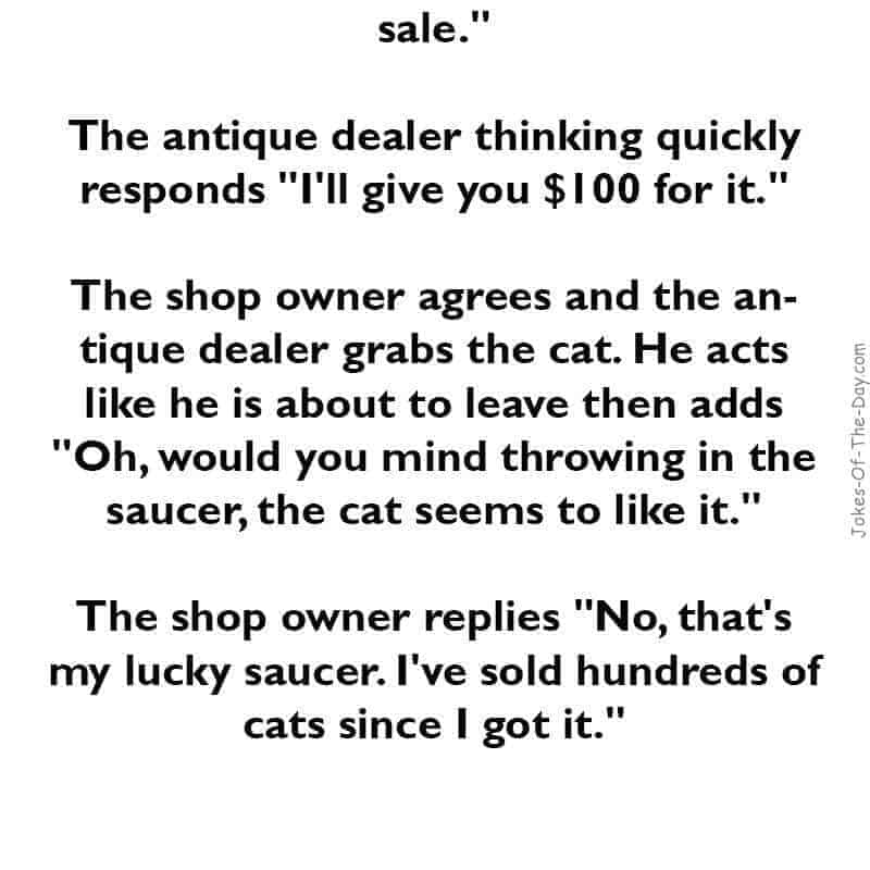 funny cat joke