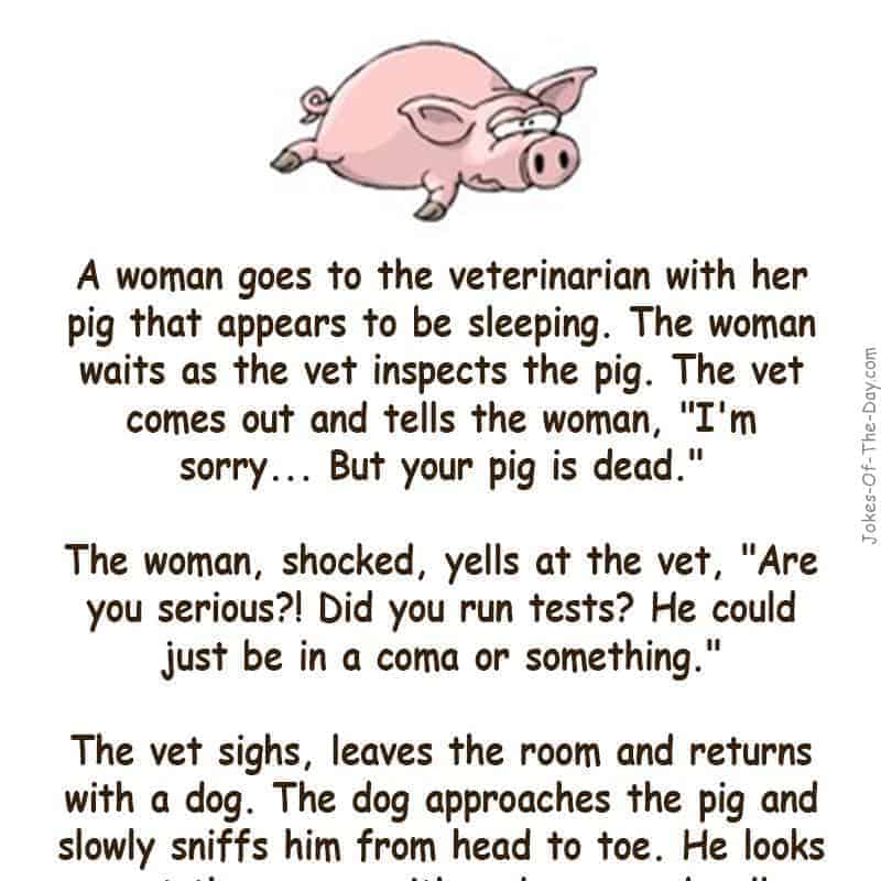 A woman goes to the Vet with her pig that appears to be sleeping. The woman waits as the vet inspects the pig. The Vet comes out and tells her.. -funny joke