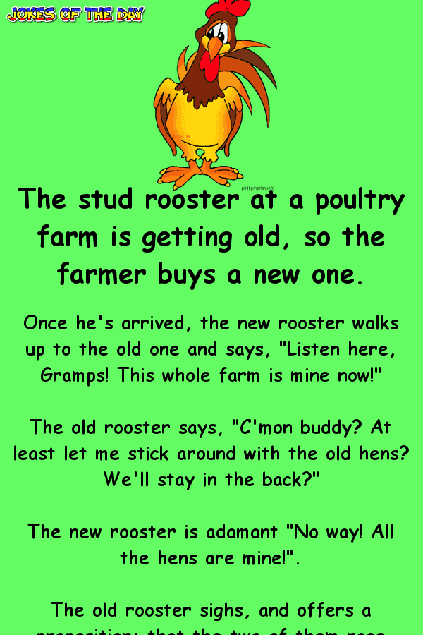The stud rooster at a poultry farm is getting old, so the farmer buys a new one