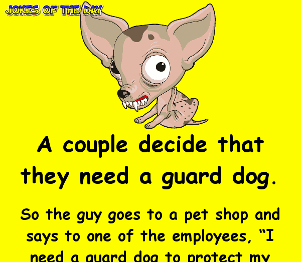 Funny Joke - He went to buy a guard dog, but his wife was angry when he returned with a chihuahua