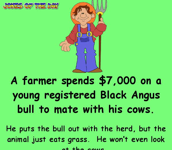 Funny Joke - The farmer calls the vet about his prized bull not wanting to mate