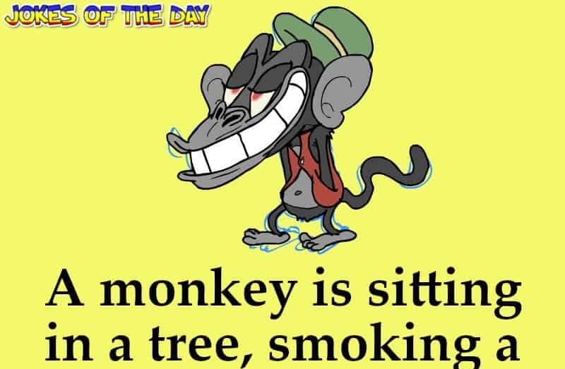 Joke - A monkey is sitting in a tree smoking a joint
