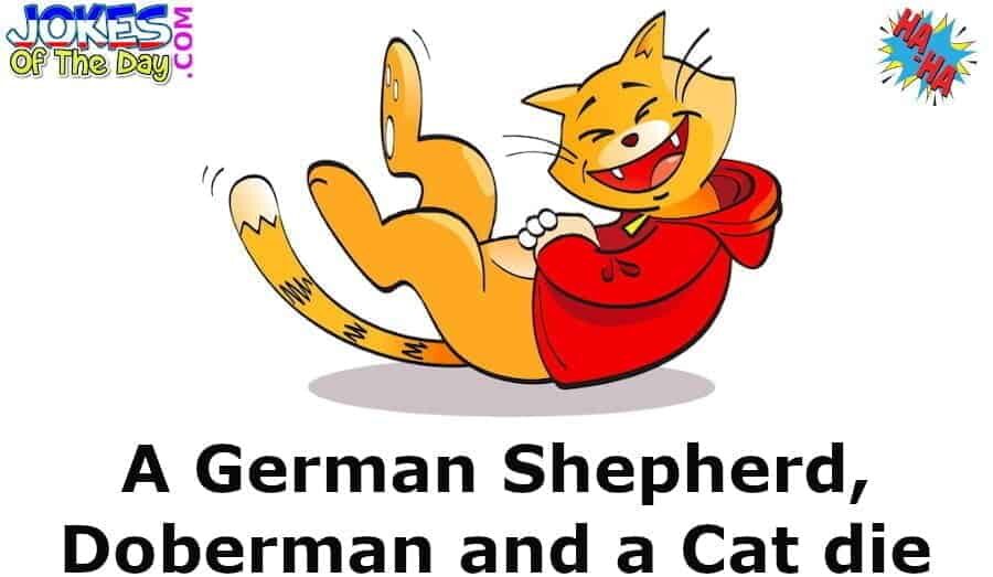 Joke Of The Day - A German Shepherd, Doberman And A Cat Go To Heaven