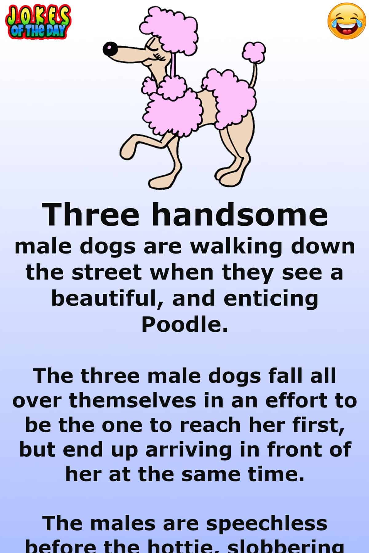 LOL - Three dogs compete over a hot poodle