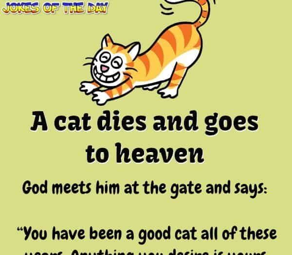 JokesOfTheDay com - Funny Joke - A Cat Dies And Goes To Heaven