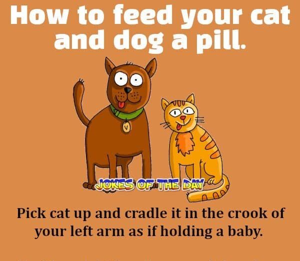 How To Feed You Cat and Dog a Pill - Funny Humor - Jokesoftheday com