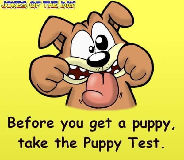 Before you get a puppy, take the Puppy Test - Humor - Jokesoftheday com